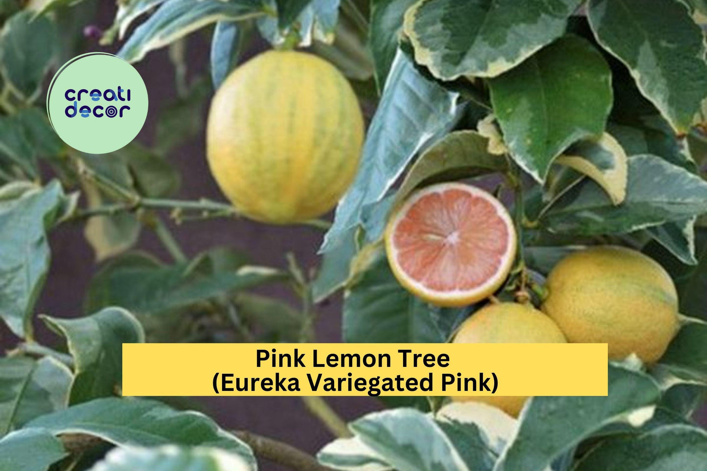 Pink Lemon Tree Live Plant | Variegated Eureka Citrus with Pink Flesh & Green-Striped Rind | Evergreen Fruit Tree for Patio & Garden