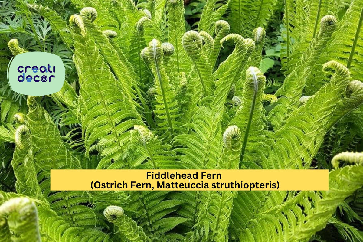 Fiddlehead Fern Live Plant | Bare Root Ostrich Fern | Hardy Perennial for Shade Gardens & Woodland Landscaping | Matteuccia struthiopteris