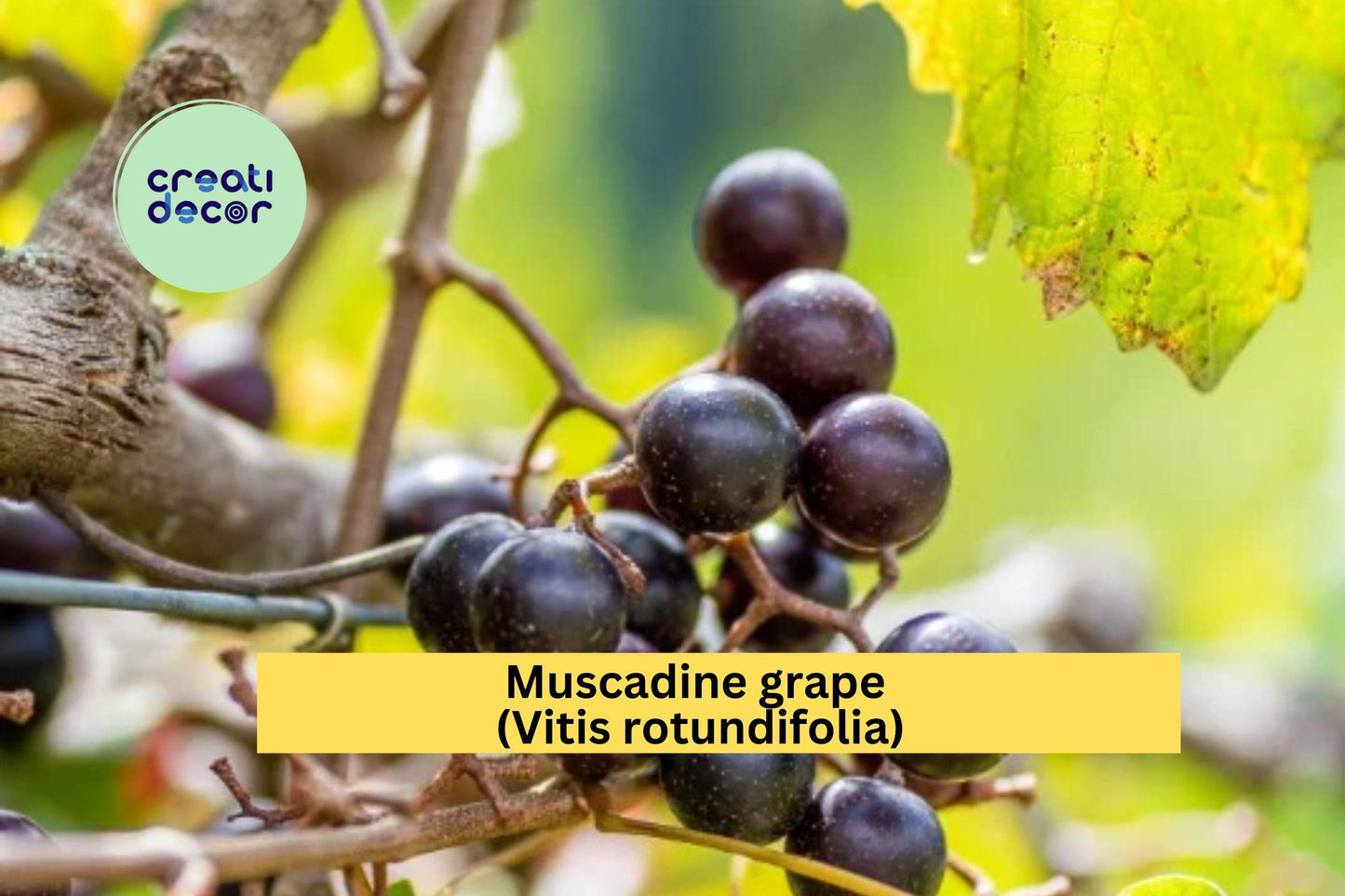 Muscadine Grape Vine Live Rooted Plant | Vitis rotundifolia | Hardy Fruit-Bearing Climber for Gardens & Vines
