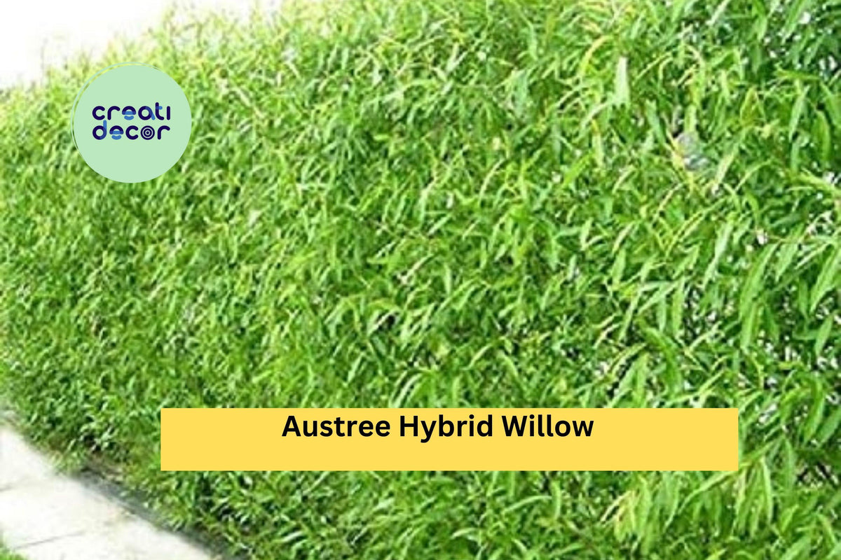 50 Austree Hybrid Willow Cuttings for Privacy Hedges, Windbreaks & Landscaping | Salix matsudana × alba