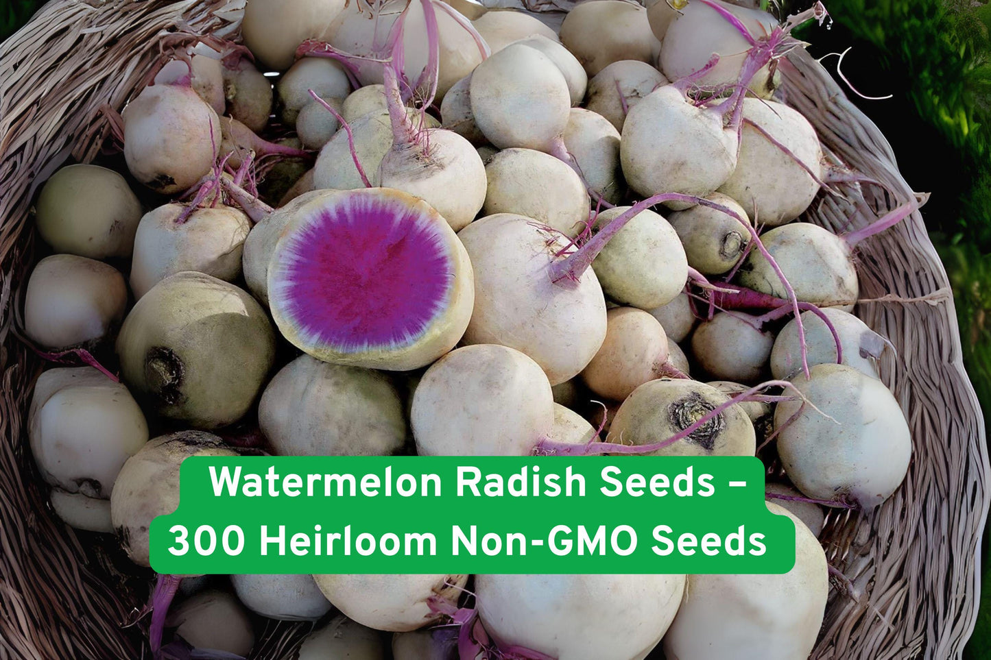 Watermelon Radish Seeds – Heirloom Non-GMO Raphanus sativus for Salad Garnish, Crisp, Pink Center, 300 Seeds
