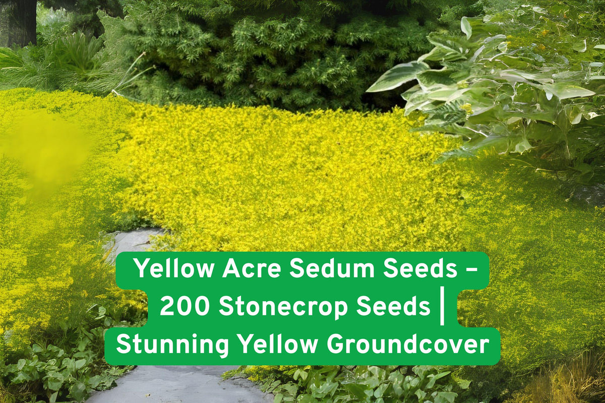 Yellow Acre Sedum Seeds – Drought-Tolerant Groundcover, Bright Yellow Blooms, Sedum acre, Fast-Spreading, Non-GMO, USA Pack of 200
