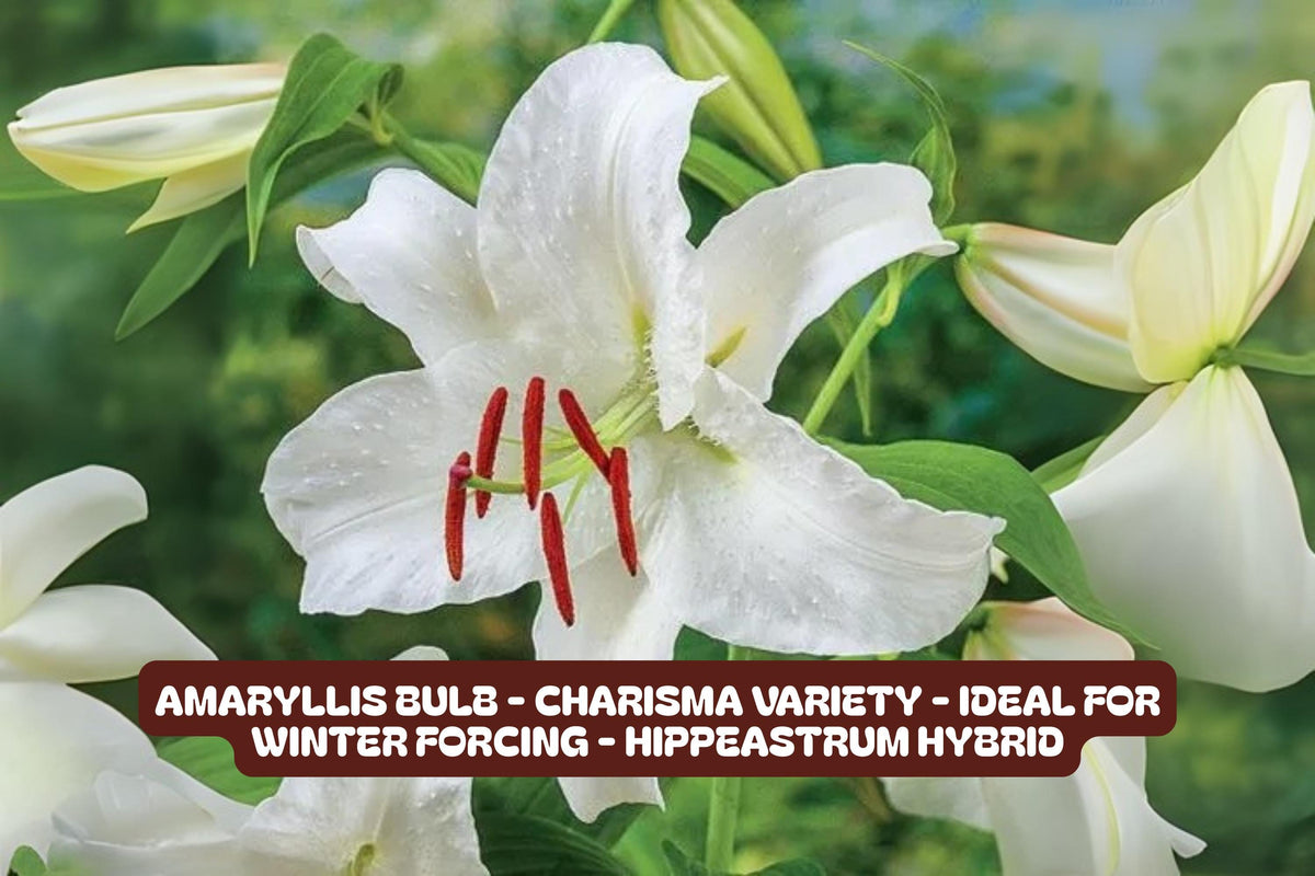 Casa Blanca Lily Bulbs 5 Pack, Fragrant White Lilium, Garden Flower Bulbs for Borders, Containers & Cut Flowers