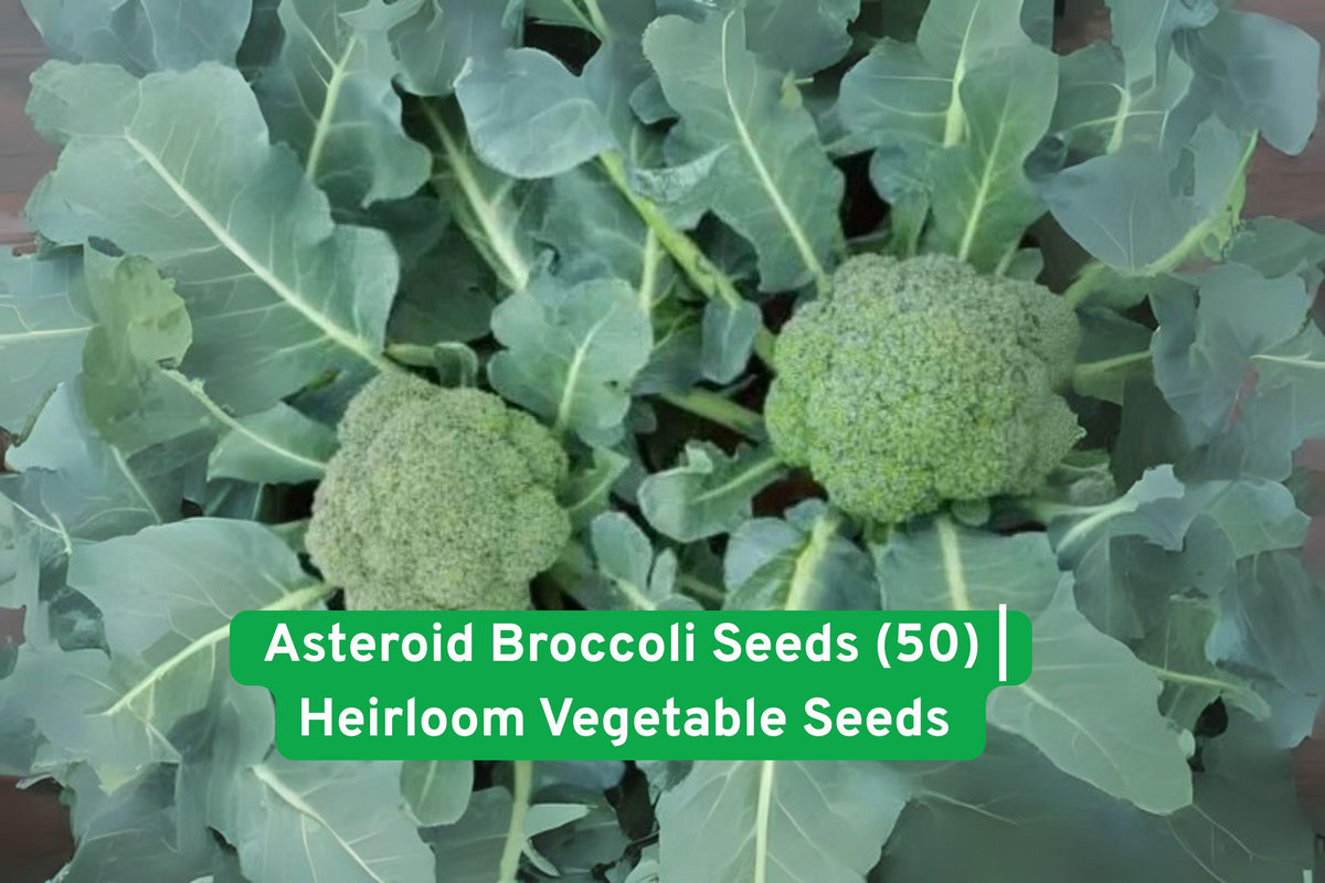 Asteroid Broccoli Seeds 50 Pack – Heat Tolerant Heirloom Vegetable for Bunching & Crown Cuts, Non-GMO, High Germination, USA Shipped