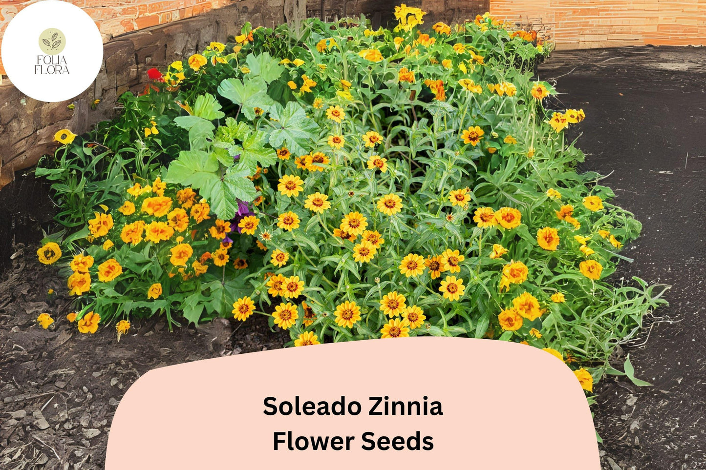 Soleado Zinnia Seeds – Golden Yellow Flowers, Non-GMO, Zinnia elegans, Cut Flowers, Pollinator-Friendly, Full Sun, 100+ Seeds