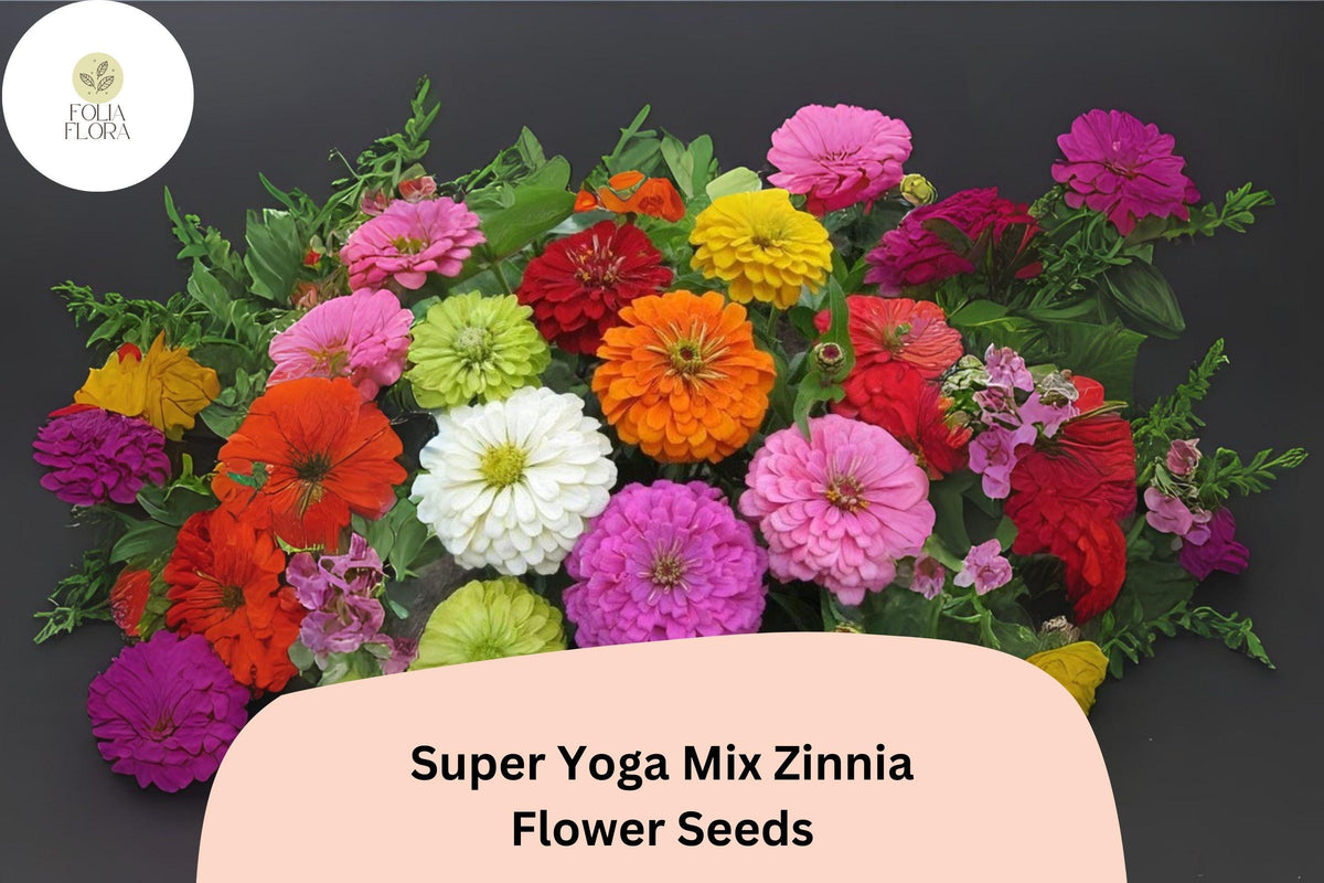 Super Yoga Mix Zinnia Seeds – 100+ Non-GMO Zinnia elegans for Bright Garden Borders & Cut Flowers