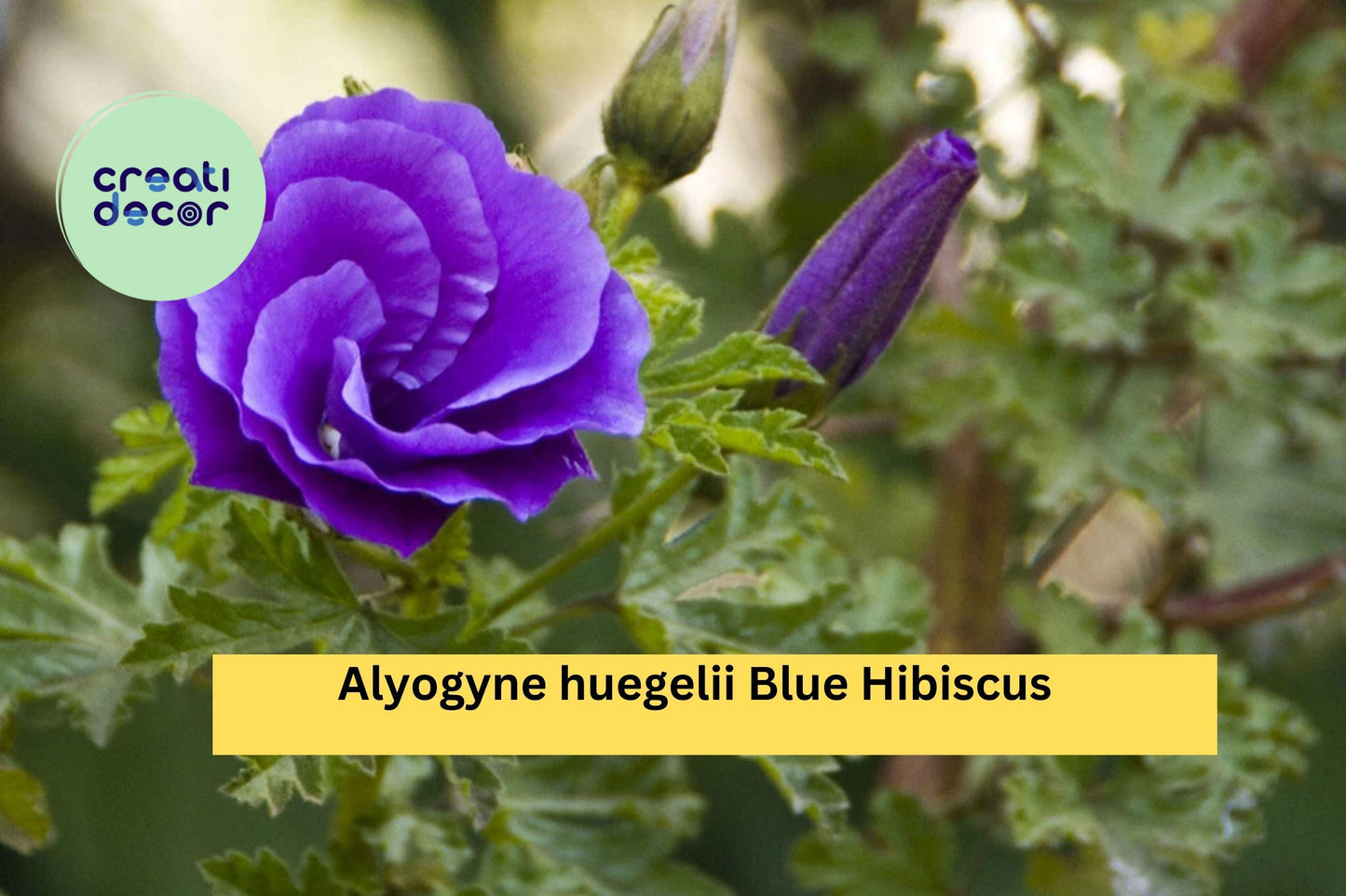Blue Hibiscus Live Rooted Starter Plant – Alyogyne huegelii, Purple-Blue Flowers, Hardy Shrub for Garden & Landscape