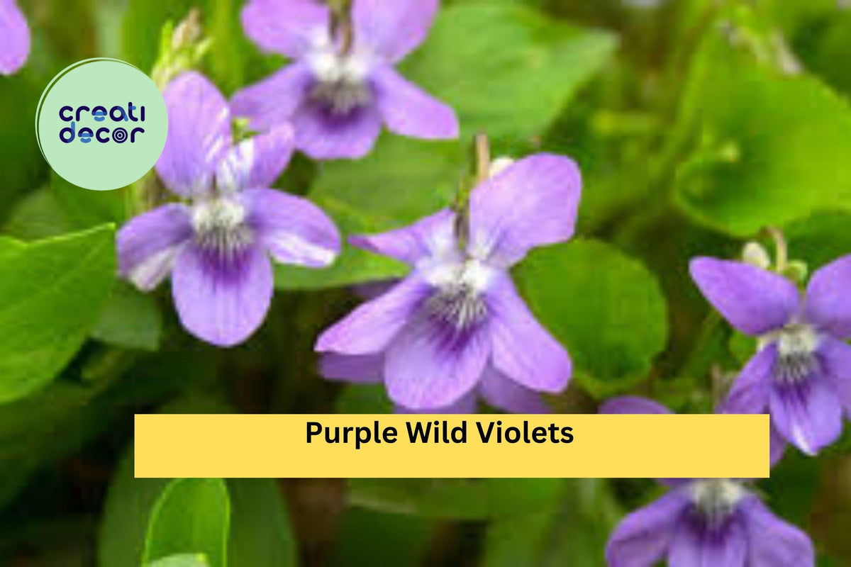 Purple Wild Violet Roots – Native Viola spp. Bare Root Perennial Wildflowers for Shade Gardens and Natural Landscaping