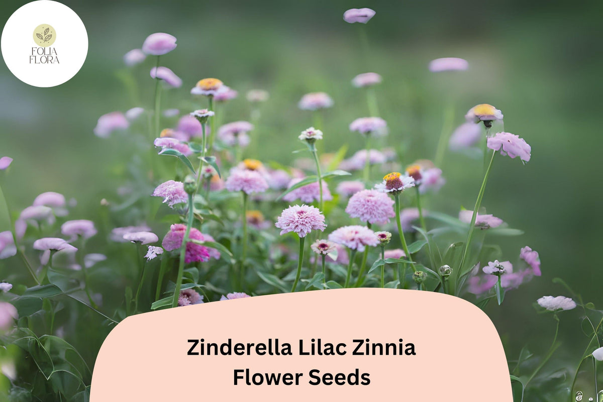 Zinnia Seeds – Zinderella Lilac, Double Scabiosa-Type Blooms, Butterfly & Pollinator Friendly, Non-GMO, 100+ Seeds