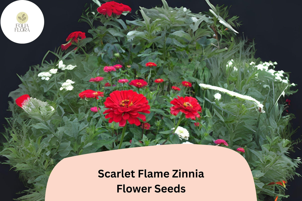 100+ Scarlet Flame Zinnia Seeds – Bright Red Blooms, Zinnia elegans, Garden Borders & Cut Flowers, Pollinator-Friendly, Non-GMO