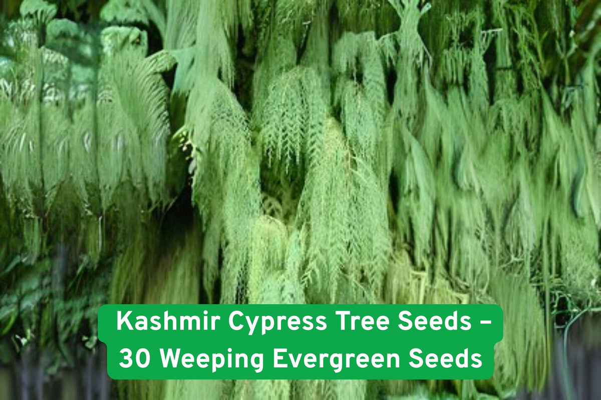 Kashmir Cypress Tree Seeds – 30 Weeping Evergreen Seeds – Cupressus cashmeriana – Ornamental, Hardy, Low Maintenance