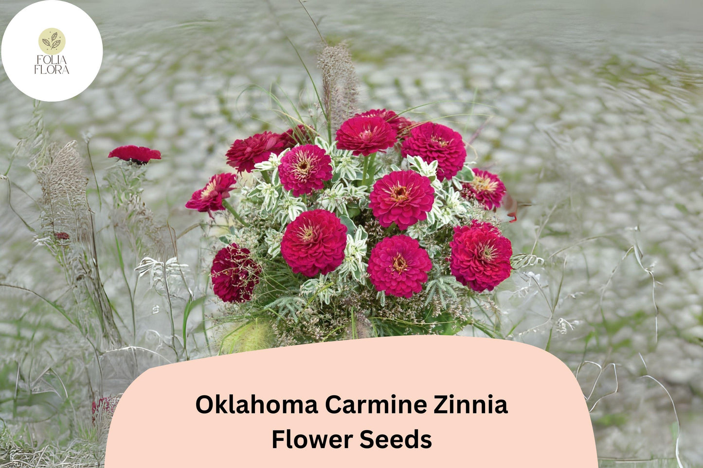 100+ Oklahoma Carmine Zinnia Seeds – Rose-Red Fully Double Blooms, Zinnia elegans, Garden, Borders & Cut Flowers