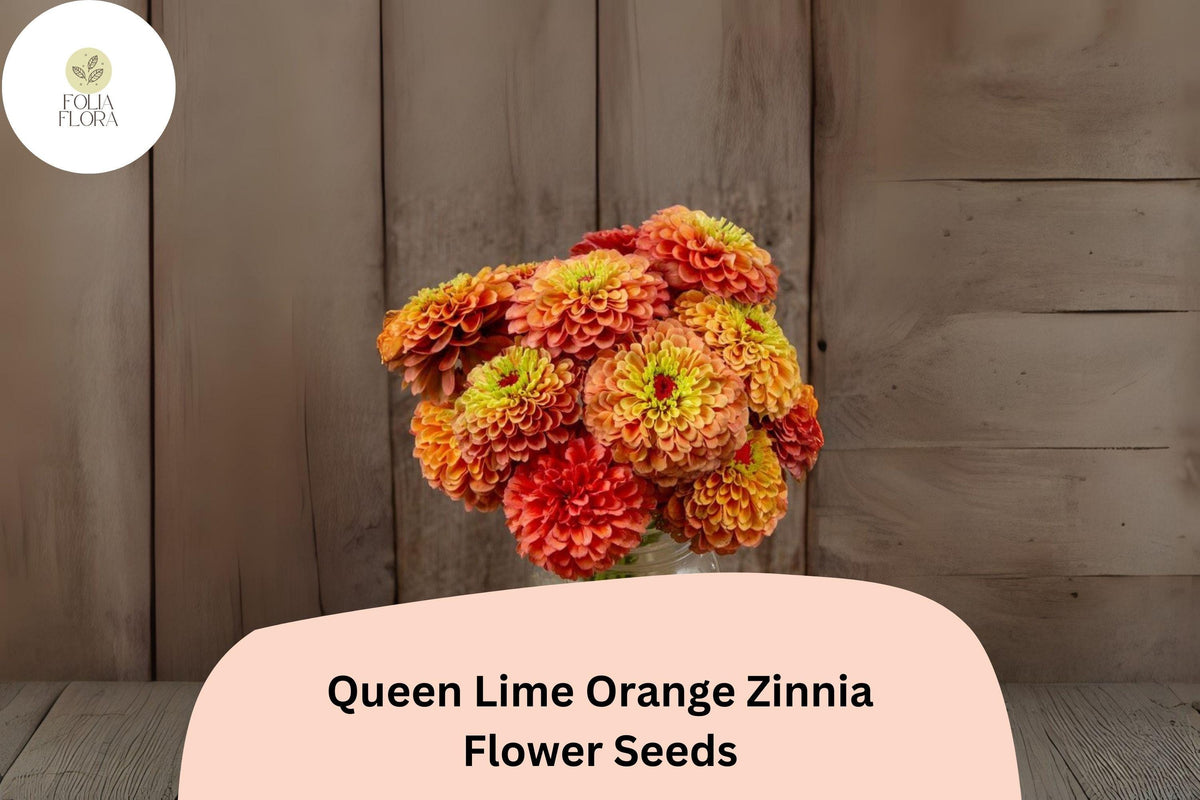 100+ Queen Lime Orange Zinnia Seeds – Bright Peach, Orange & Lime Blooms, Zinnia elegans, Pollinator-Friendly, Easy Grow, Non-GMO