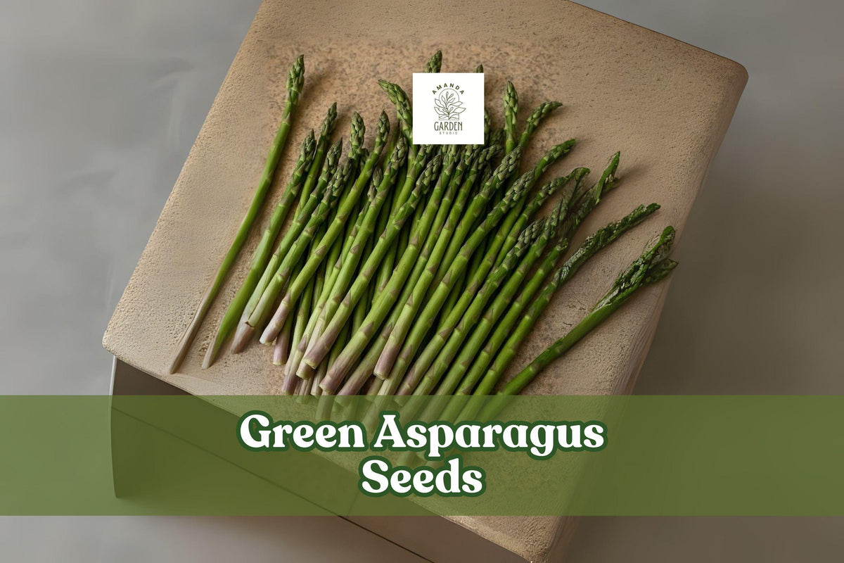Green Asparagus Seeds – Non-GMO Heirloom Perennial Vegetable, Asparagus officinalis, 150 Seeds for Home Gardens