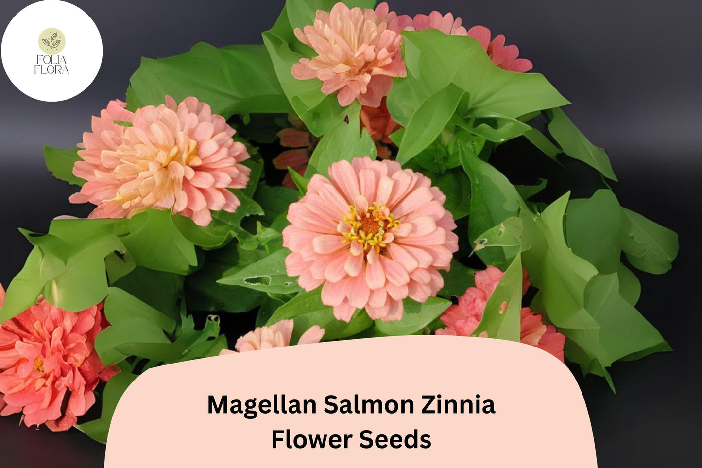 100+ Magellan Salmon Zinnia Seeds – Zinnia elegans, Salmon Pink, Compact Annual for Garden Beds, Borders & Cut Flowers
