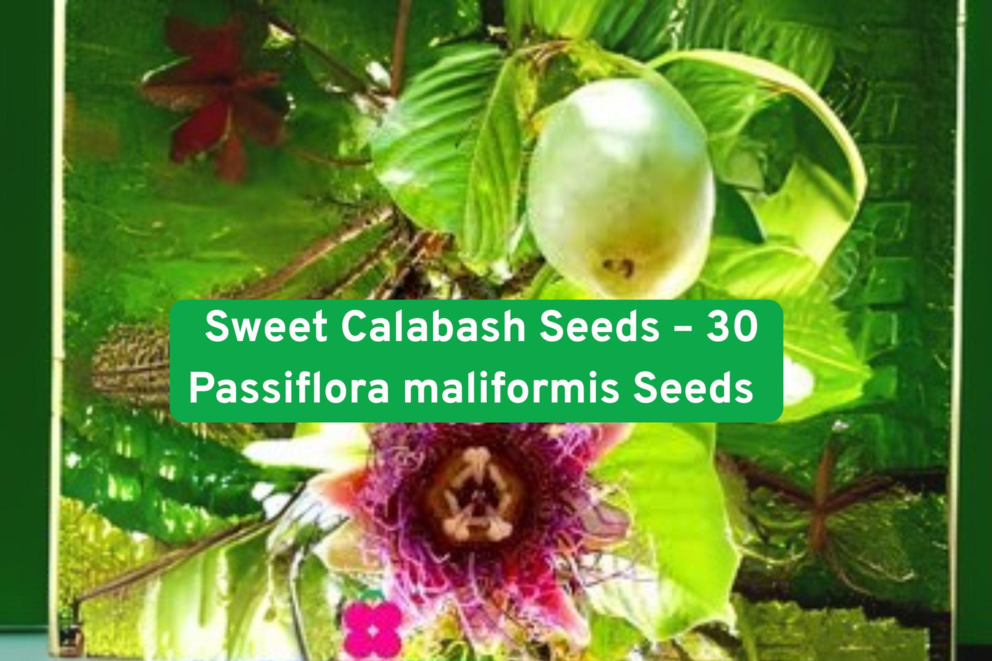 Sweet Calabash Seeds – Passiflora maliformis, Exotic Purple Passionfruit Vine, Edible Fruit, Fast-Growing Climber, Non-GMO, 30 Seeds