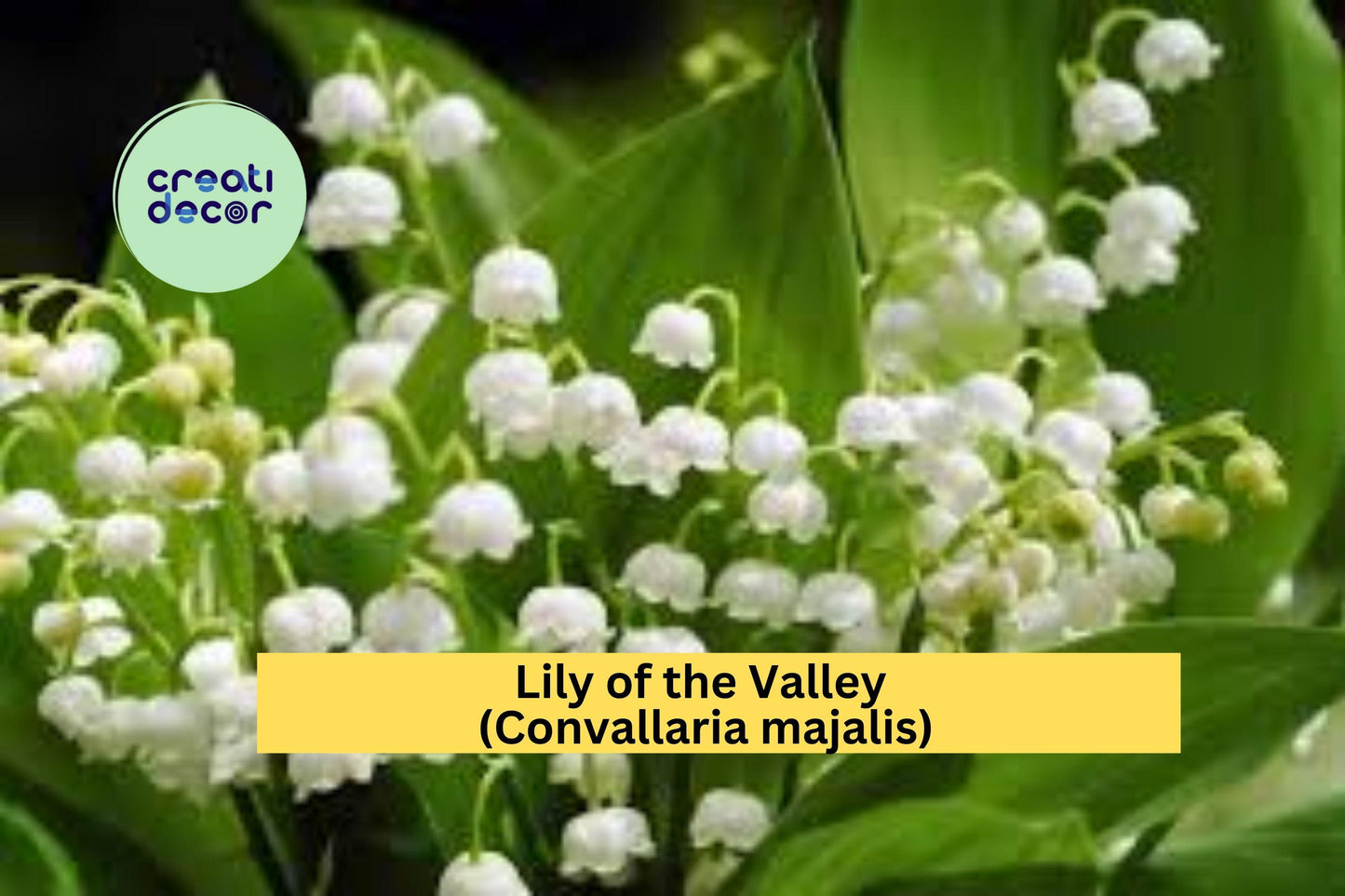 Lily of the Valley Live Plants Set of 12+ | Fragrant White Bell-Shaped Flowers | Convallaria majalis Perennials for Shade Gardens