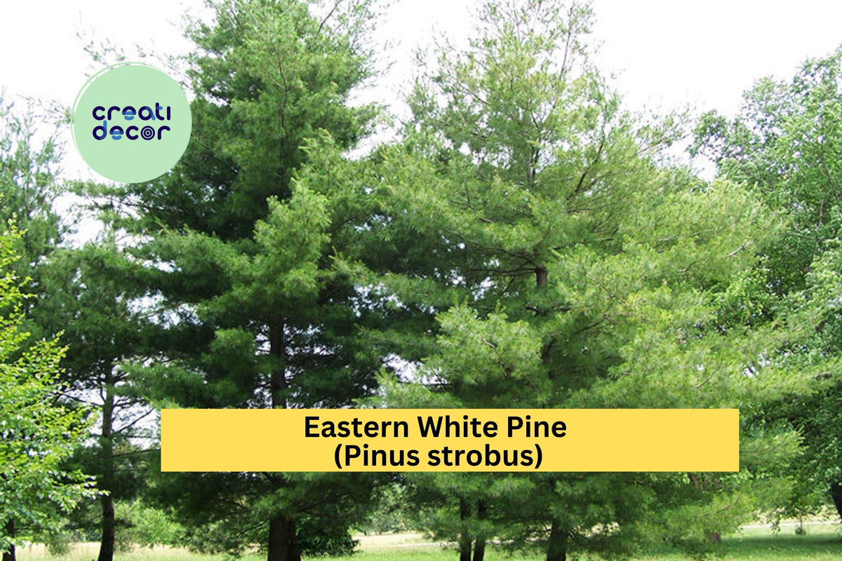 Eastern White Pine Seedlings Set of 10 | Bare Root Pinus strobus Evergreen Trees for Landscaping & Reforestation