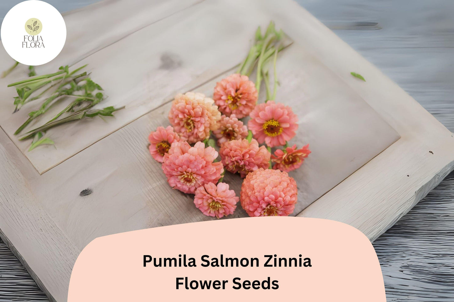 100+ Pumila Salmon Zinnia Seeds – Soft Salmon-Pink Blooms for Garden Beds, Borders & Cut Flowers – Zinnia elegans