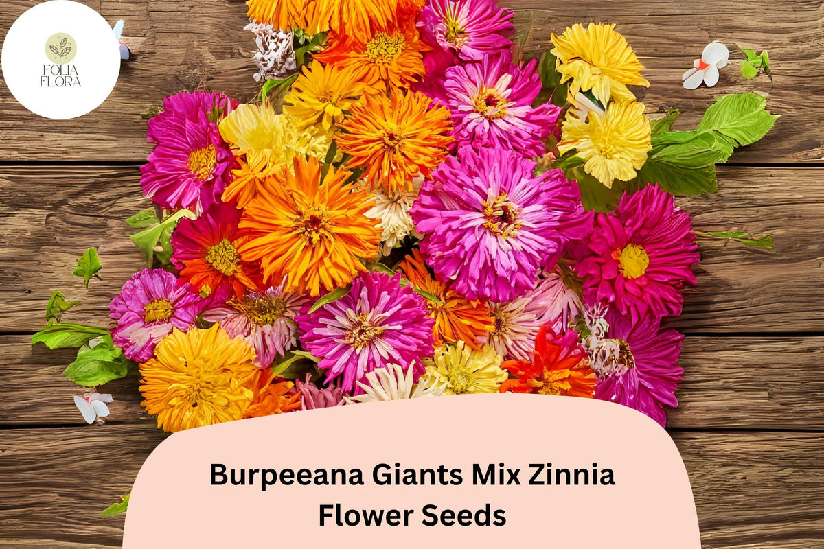 Burpeeana Giants Mix Zinnia Seeds – Tall Heirloom Annuals for Cutting & Garden Beds – Zinnia elegans, Bright Color, Large Double Blooms