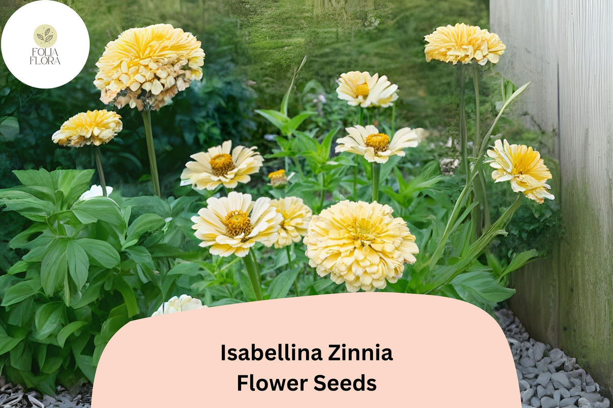 100+ Isabellina Zinnia Seeds – Pale Cream Blooms for Borders, Bouquets & Cottage Gardens – Zinnia elegans, Heirloom, Non-GMO