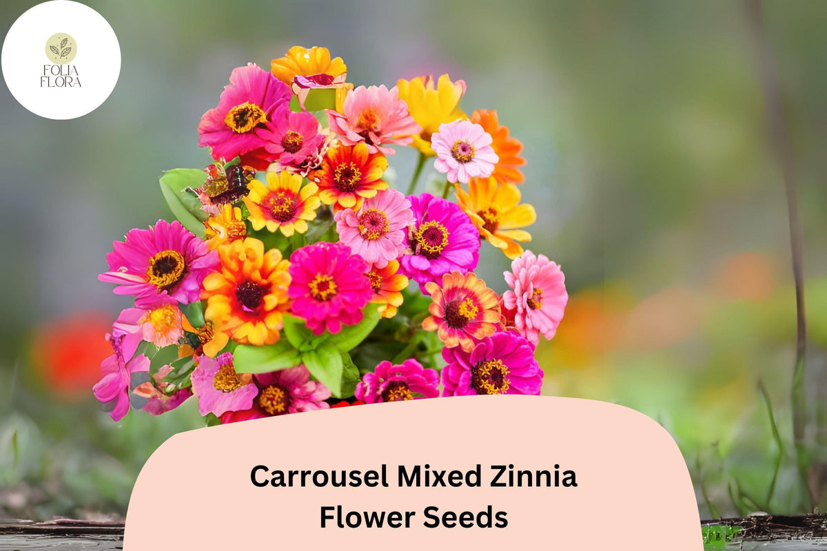 Carrousel Mix Zinnia Seeds – Bi-Color Blooms for Summer Gardens & Cut Flowers – Zinnia elegans