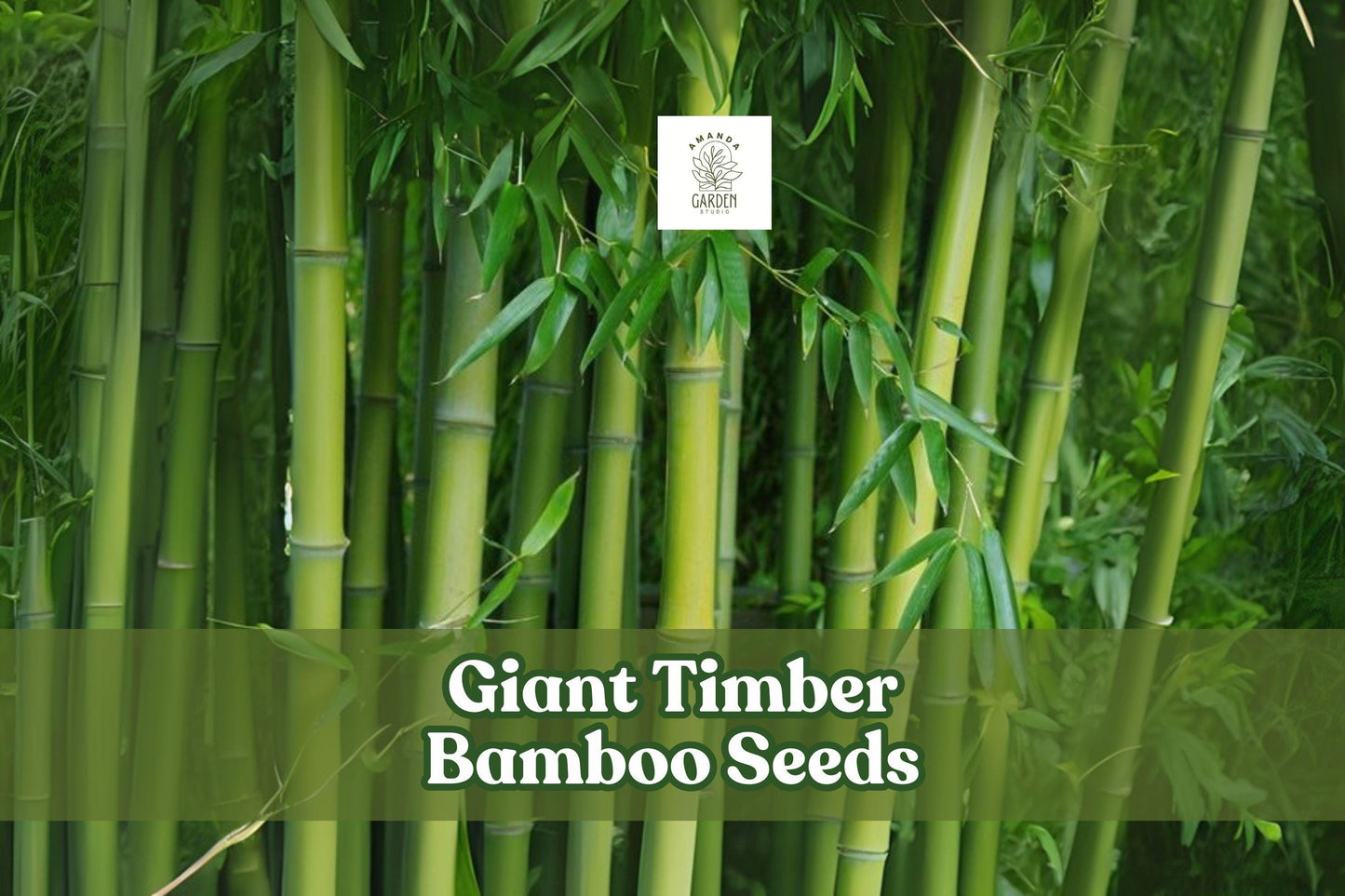 Giant Timber Bamboo Seeds – Fast Growing Exotic Privacy Screen, Ornamental Landscape, Bambusa oldhamii, Green Culms, 100 Seeds