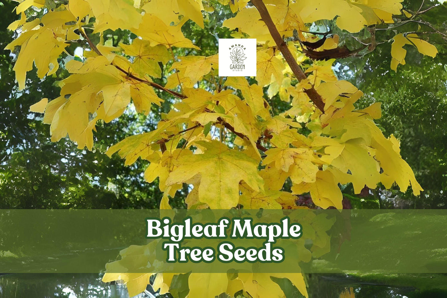 Bigleaf Maple Tree Seeds, Acer macrophyllum, Shade Tree, Large Leaves, Fall Color, Ornamental Gardening, Landscape Planting
