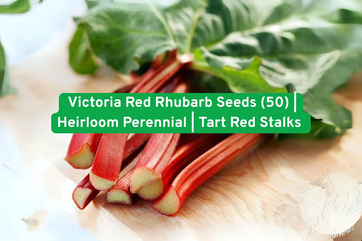 Victoria Red Rhubarb Seeds – Heirloom Perennial, Tart Bright Red Stalks, Non-GMO, Easy to Grow, for Pies, Sauces, Preserves