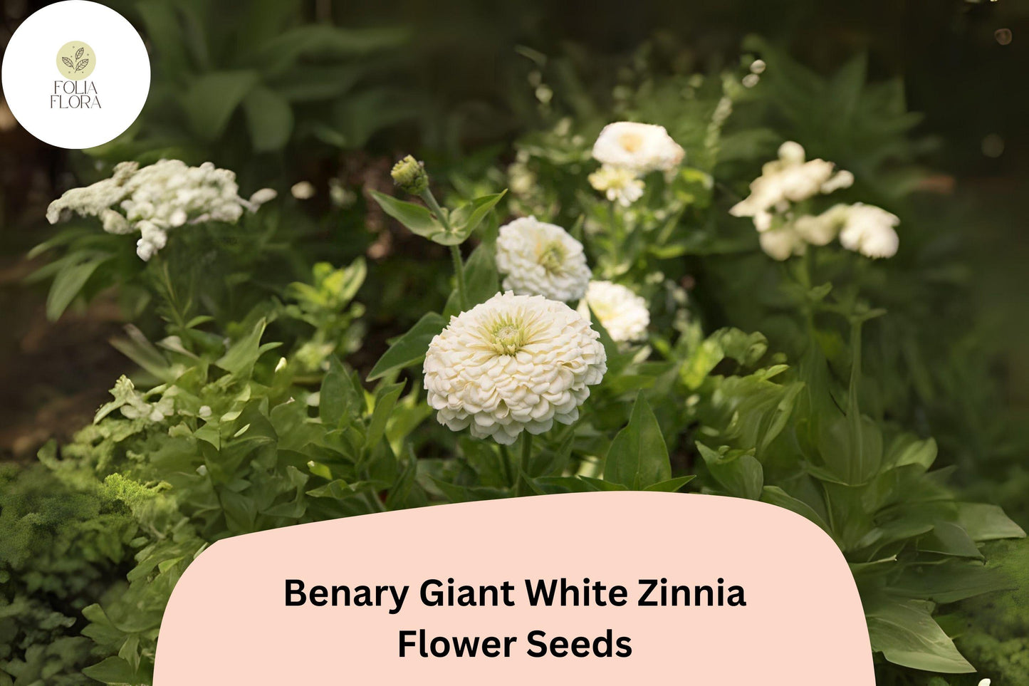 Benary Giant White Zinnia Seeds – White Fully Double Blooms, Tall Cut Flower, Zinnia elegans, Summer Annual