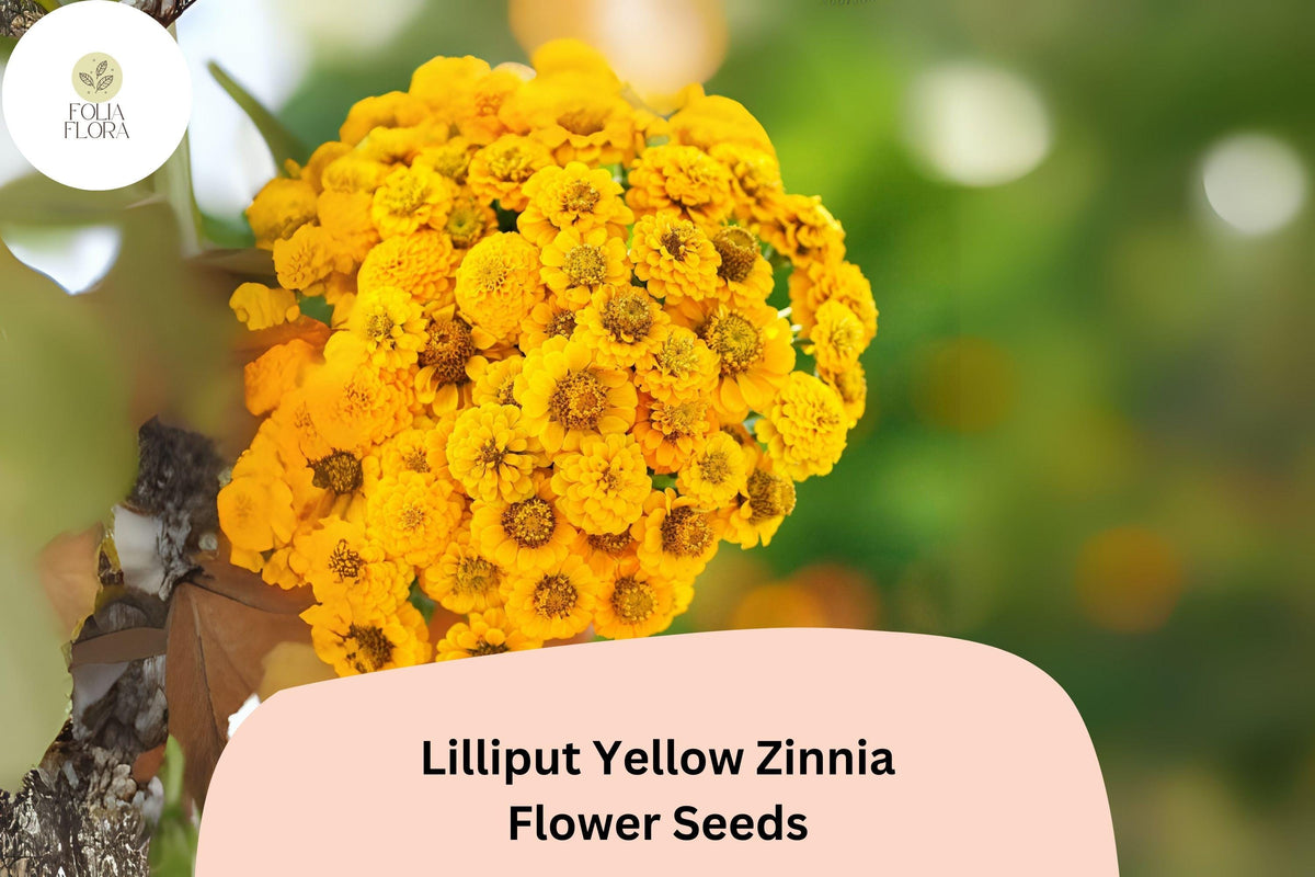 100+ Lilliput Yellow Zinnia Seeds – Compact Annual Flower for Borders & Garden Beds – Zinnia elegans
