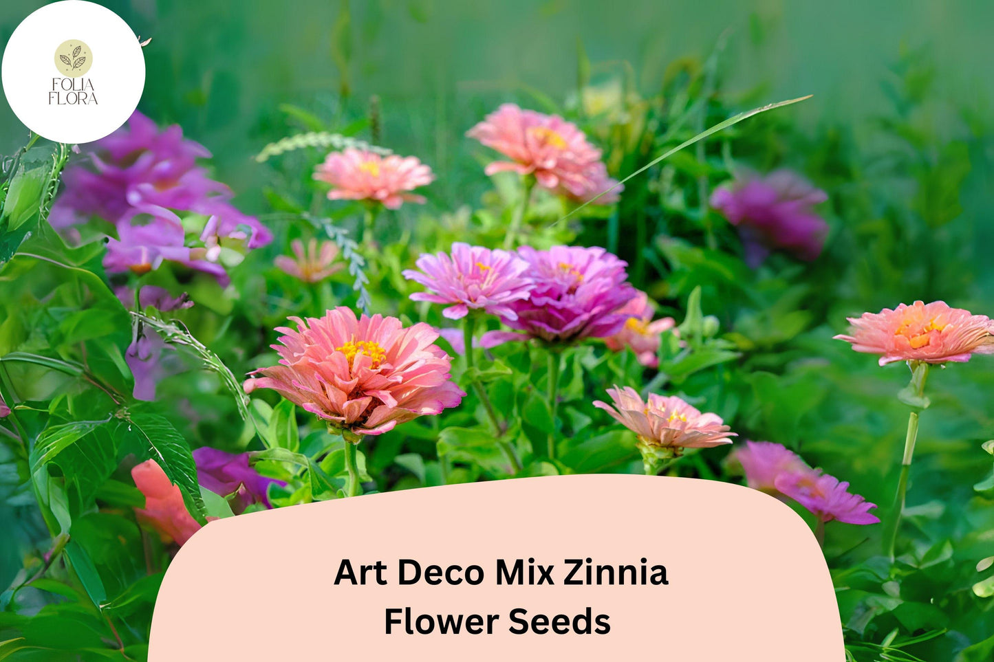 100+ Art Deco Mix Zinnia Seeds – Vibrant Double Blooms for Garden Beds & Cut Flowers – Zinnia elegans