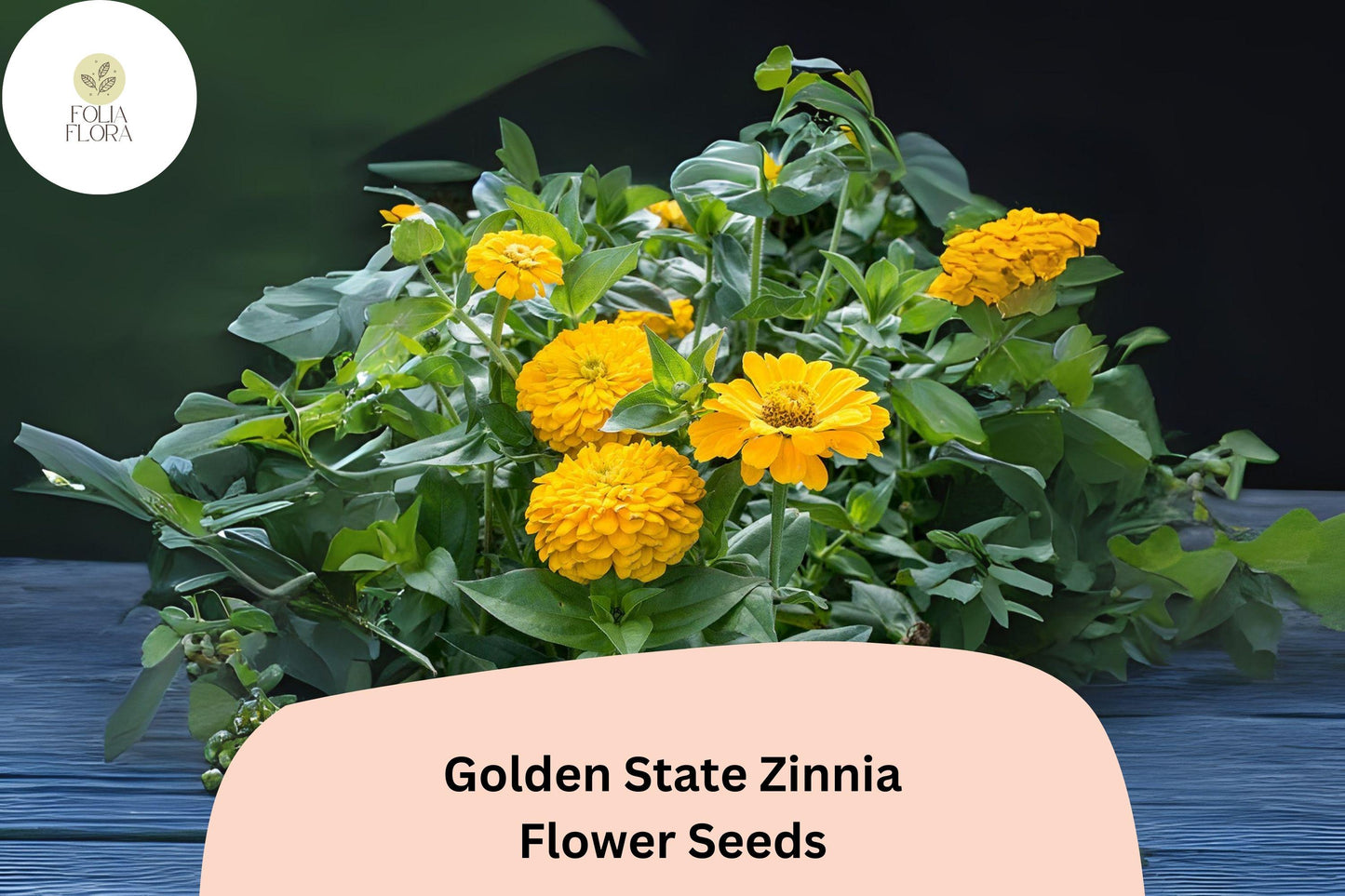 Golden State Zinnia Seeds – Bright Golden-Yellow Blooms for Pollinator Gardens – Zinnia elegans, Summer Annual, Non-GMO