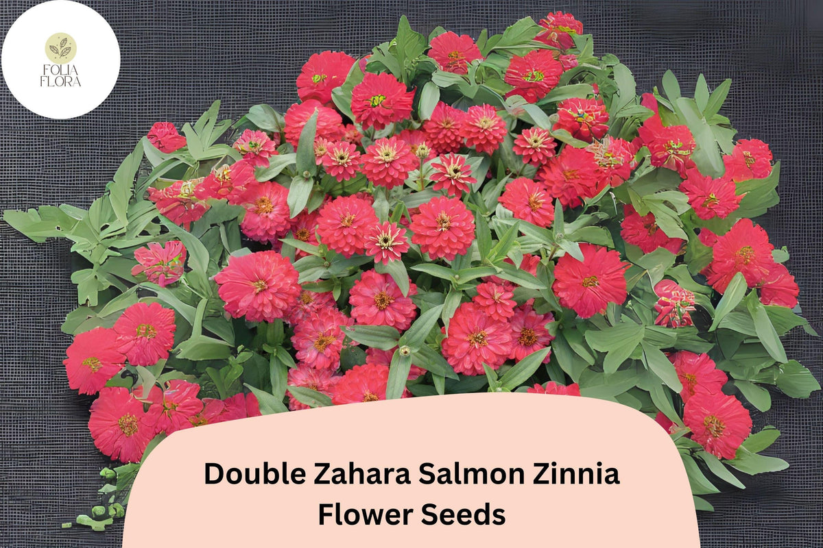 100+ Zinnia Seeds | Double Zahara Salmon | Coral-Pink Blooms | Zinnia marylandica | Summer Annual for Borders & Containers