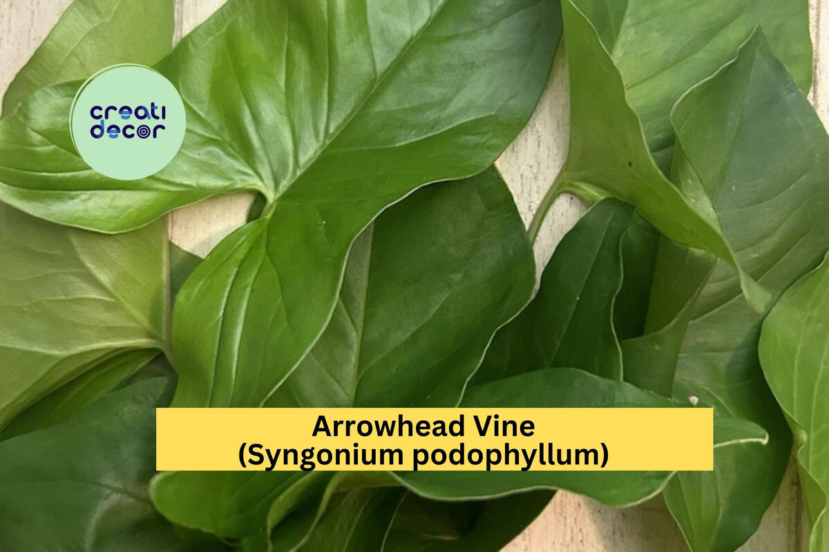 10 Rooted Arrowhead Vine Cuttings | Syngonium podophyllum Houseplant, Trailing Green Foliage