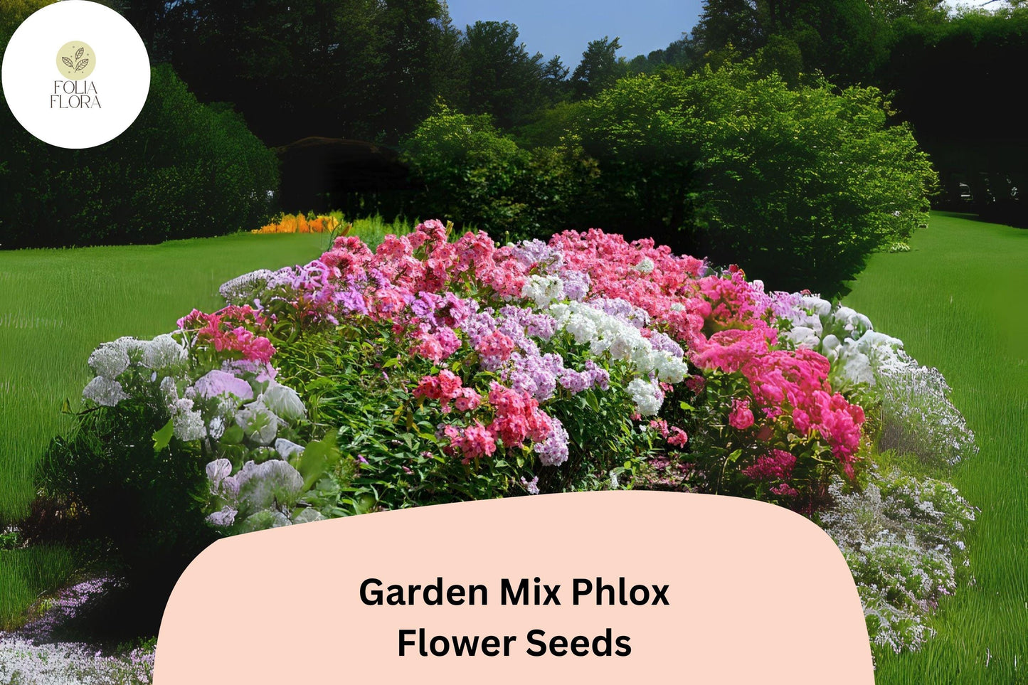 Garden Mix Phlox Seeds | Colorful Annual Flower Pack | Phlox drummondii for Borders & Containers