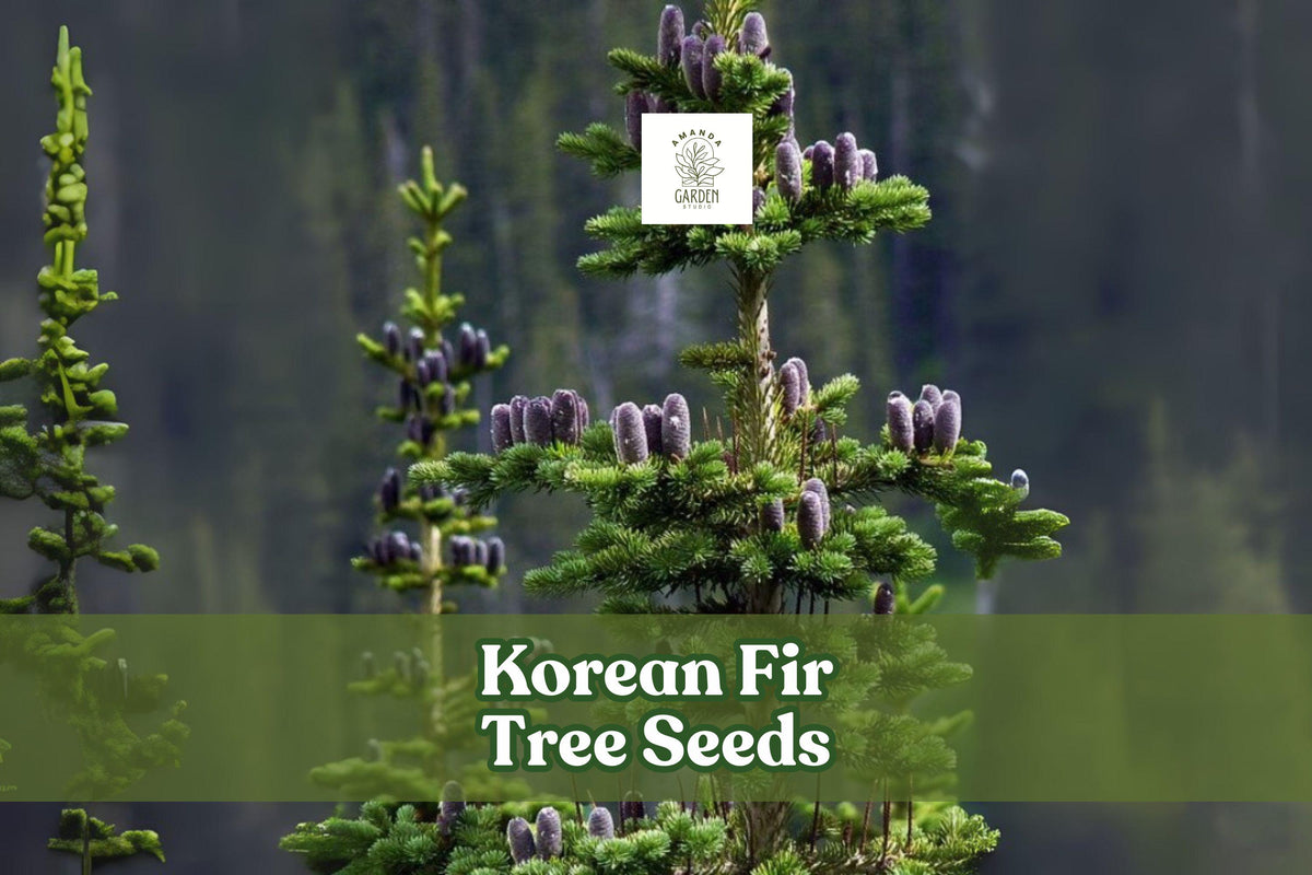 Korean Fir Tree Seeds, Abies koreana, Blue Cones, Evergreen Conifer, Bonsai & Landscaping Seeds, 20 Fresh Seeds