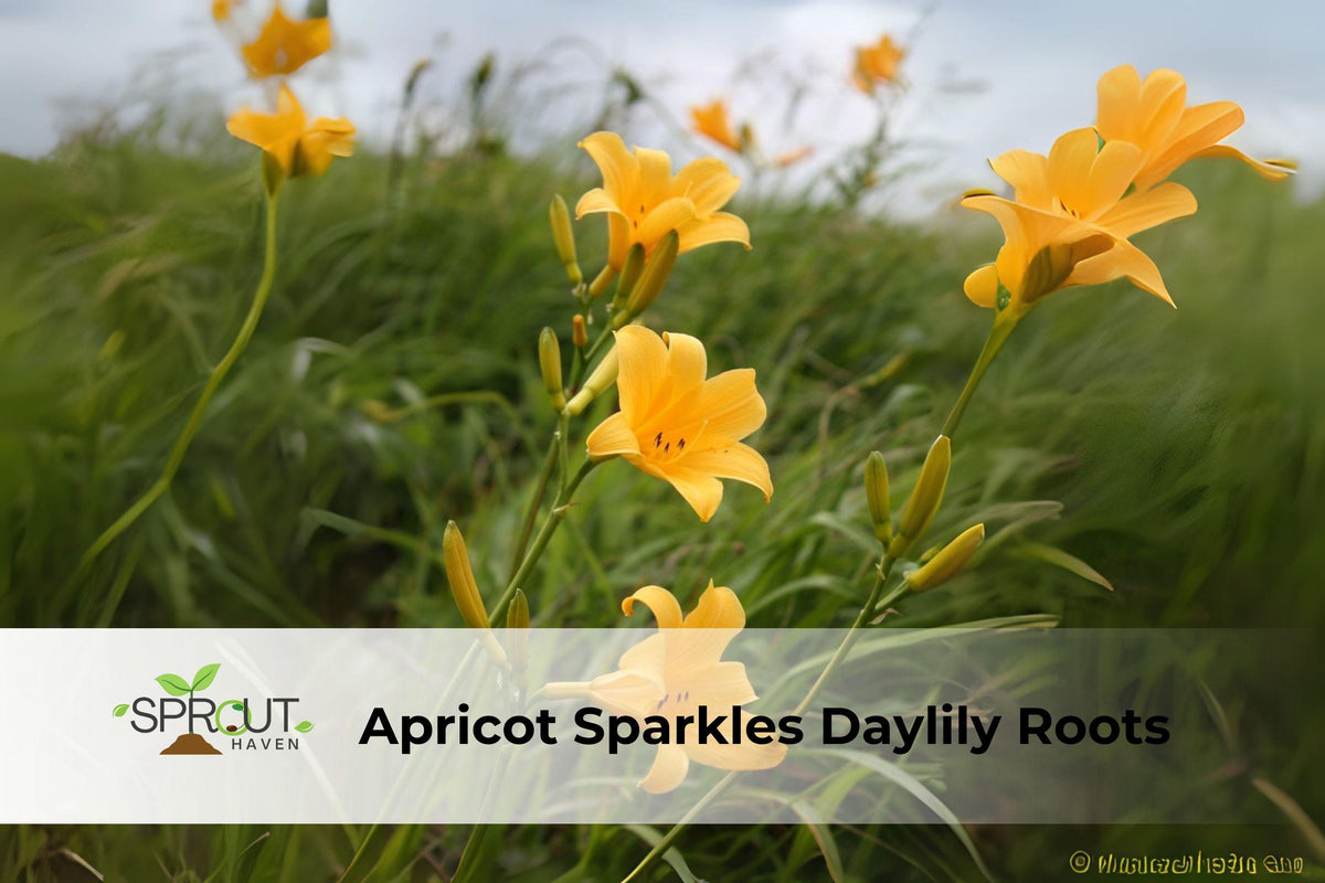 Apricot Sparkles Daylily Rooted Perennial Plant – Bright Apricot-Orange Blooms, Hemerocallis Hybrid, Butterfly & Pollinator Attracting