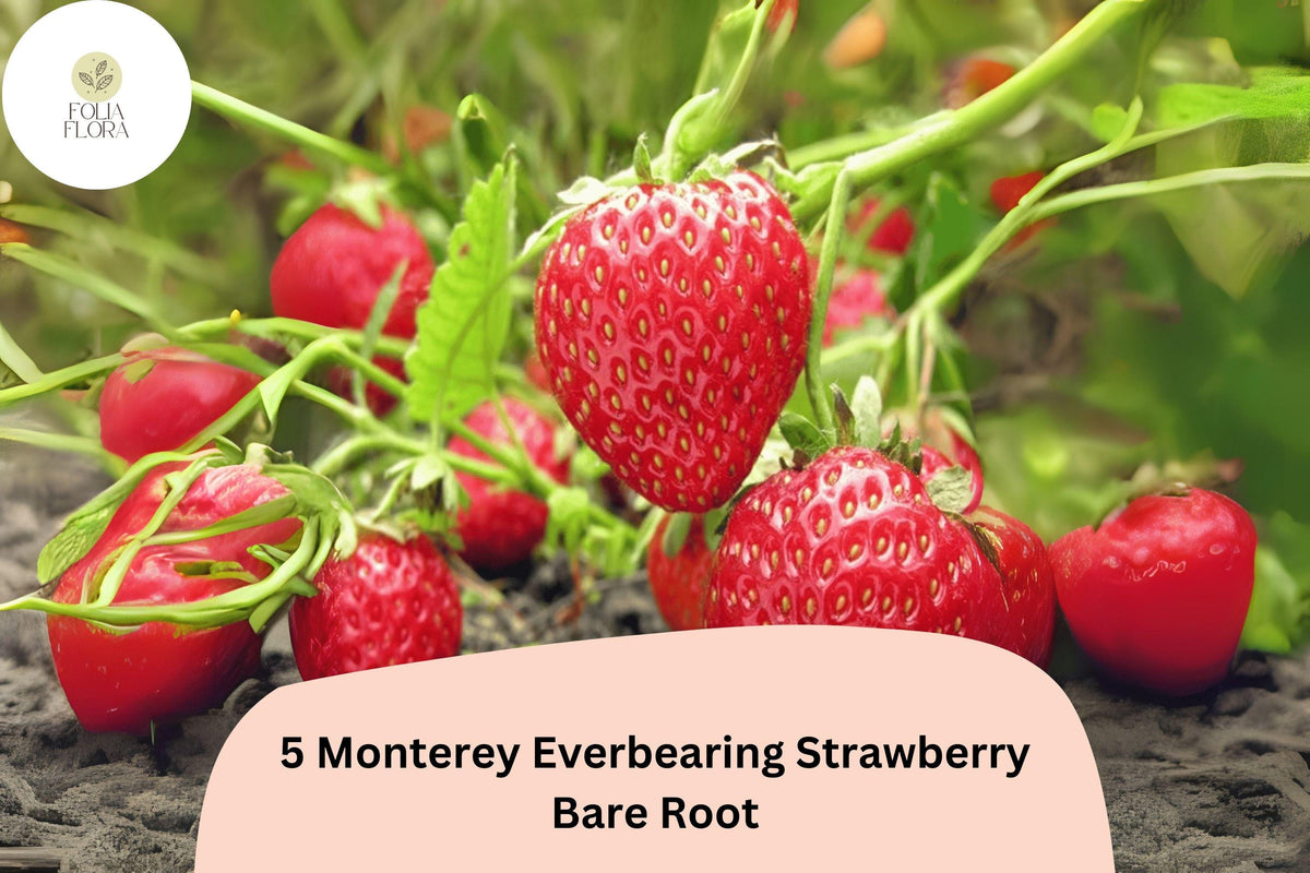 5 Monterey Strawberry Plants | Live Bare Root Everbearing Fragaria × ananassa Garden Fruit