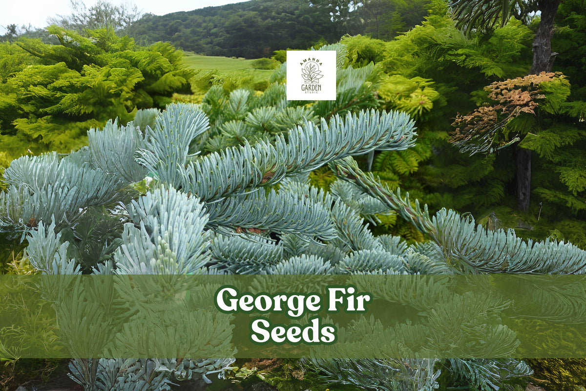 George Fir Seeds - Rare Evergreen Conifer Abies forrestii georgei, Green-Blue Needles, Pyramidal Shape, Cold Hardy, Bonsai & Landscape