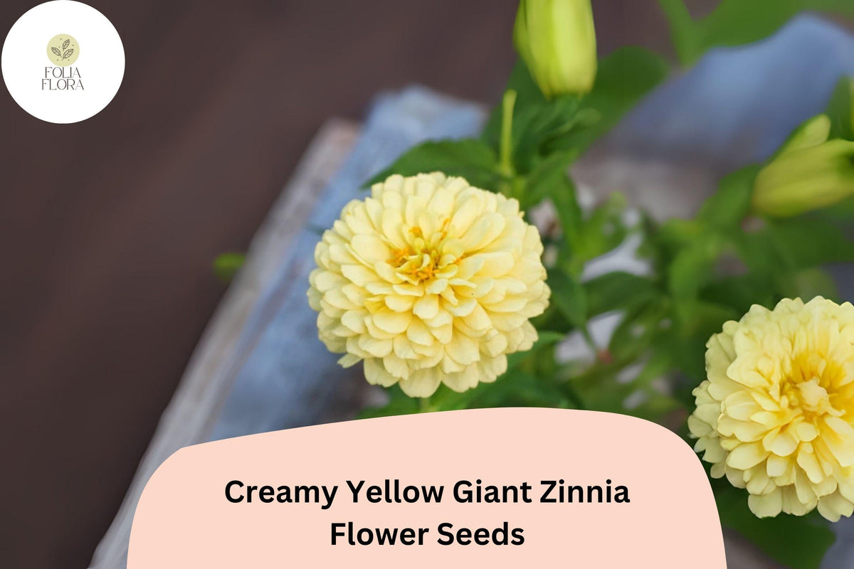 Creamy Yellow Giant Zinnia Seeds – Large Soft Yellow Blooms – Zinnia elegans – Summer Garden Flowers, Pollinator-Friendly, Non-GMO