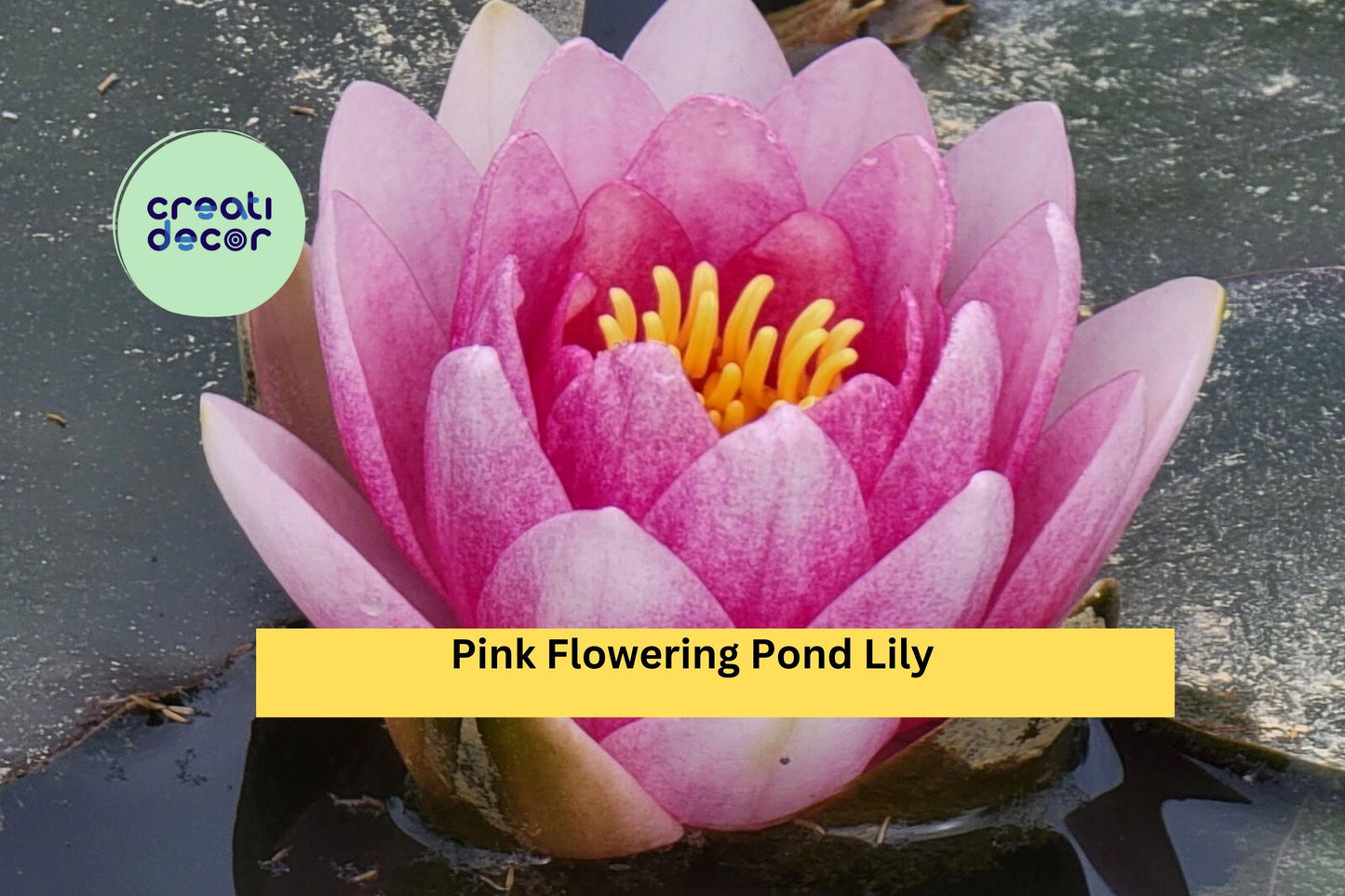 Pink Flowering Pond Lily Root Ball | Live Nymphaea Water Lily for Ponds & Water Gardens | Hardy Aquatic Perennial