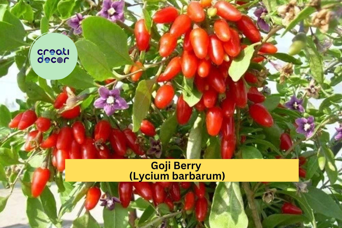 Goji Berry Cuttings | 10 Live Lycium barbarum Stem Propagation Plants | Fruiting Shrub for Rooting or Grafting