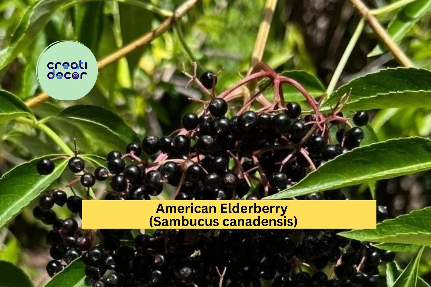 American Elderberry Plant | Live Rooted Starter | Sambucus canadensis | Hardy Perennial Shrub with White Flowers & Purple Berries