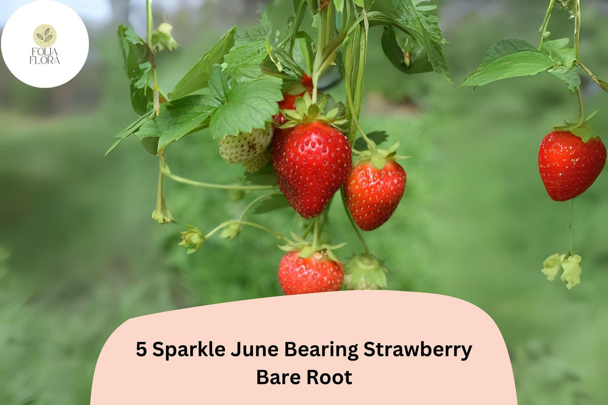 Sparkle Strawberry Plants – Live Bare Root June-Bearing Fragaria × ananassa, Red Berries, Non-GMO, Perennial Garden Fruit