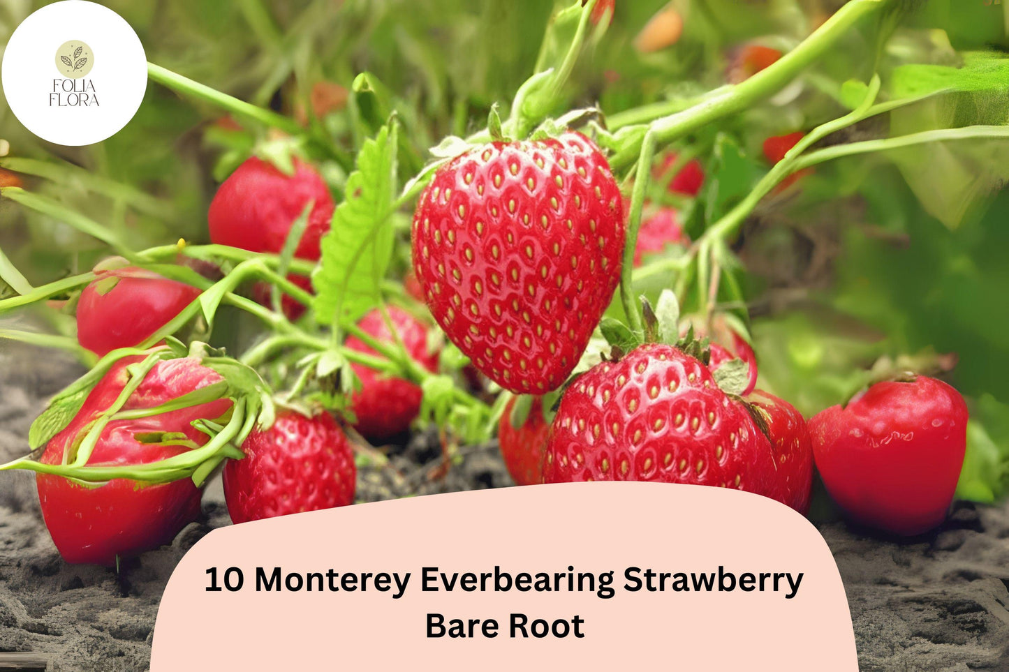 10 Monterey Strawberry Plants | Live Bare Root Everbearing Fragaria × ananassa | Non-GMO, Perennial Garden Fruit