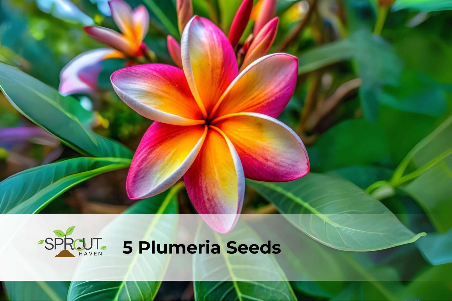 Plumeria Seeds – Mixed Orange, Yellow, Pink Frangipani Tropical Flowers – Frangipani (Plumeria rubra) Seed Pack