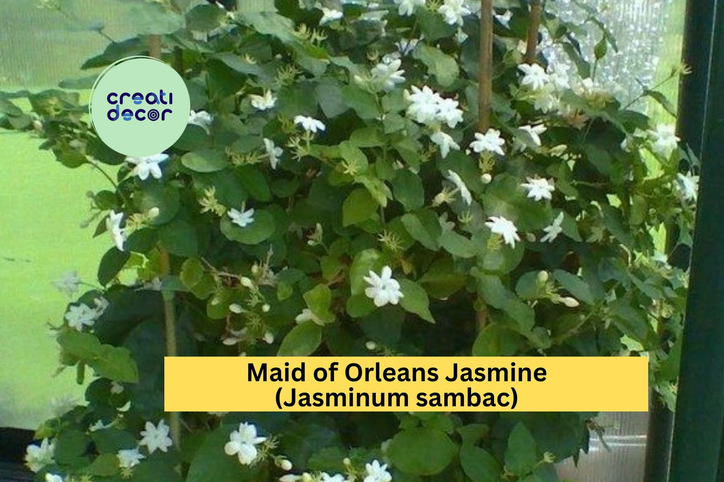 Maid of Orleans Jasmine Live Rooted Plant – Fragrant White Flowers, Jasminum sambac, Tropical Vine/Shrub for Garden & Patio