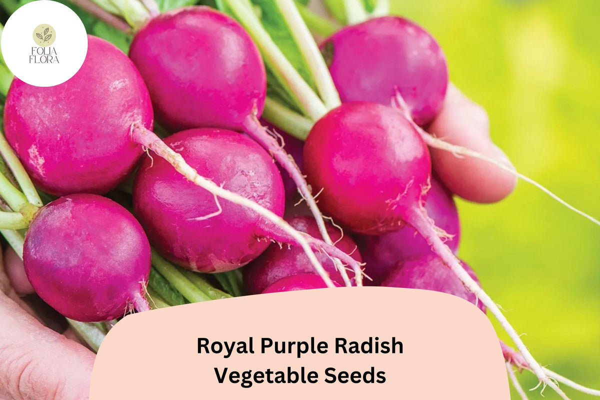 Royal Purple Radish Seeds – Heirloom Raphanus sativus for Cool-Season Garden, 500+ Non-GMO Vegetable Seeds