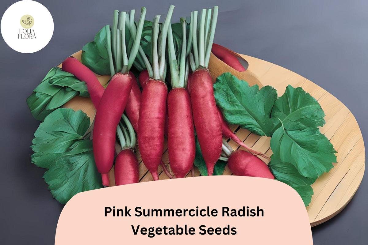 Pink Summercicle Radish Seeds – Heirloom, Non-GMO, Edible Root, Raphanus sativus, 500+ Seeds